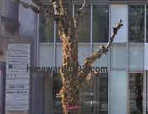 曙綜合法律事務所